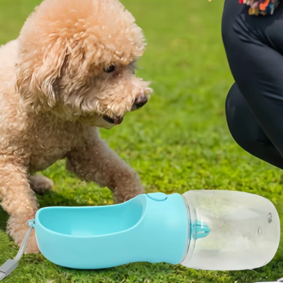 Chien à poils frisés buvant dans la Gourde Duo Pet posée sur l’herbe, accessoire pratique pour l’hydratation en balade.
